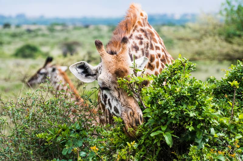 kenya virtual tour